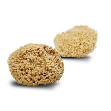 Cocoon Honeycomb wool sea sponge, 13-14cm  - Hola BB